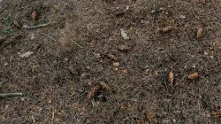 Forest ground soil pine  - free