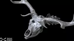 Giant deer (part)
