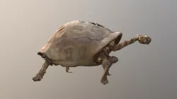 Giant Turtle Skeleton