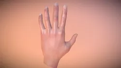hands Anatomy Study