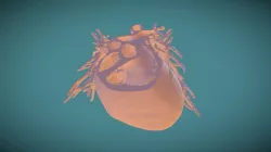 Heart model from CT