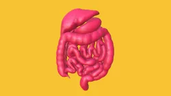 Human digestive system