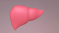 Human Liver