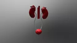 Kidney