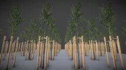 Linden 2 Meter