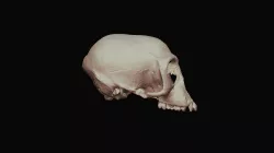 Monkey Skull-Cercopithecus aethiops pygerythus
