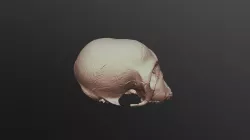 Monkey Skull-Desk top laser scanner