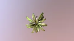 palm tree