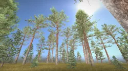 Pine Forest / Kiefernwald