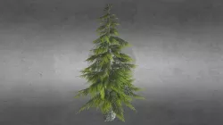 Pine Tree