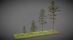 Pine Trees / Kiefer Bäume