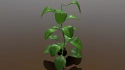 Plant - Outdoors
