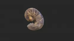 Scaphites aff. warreni D1524