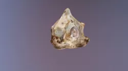 Seashell