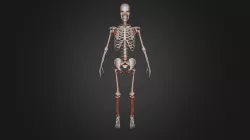 Skeleton Sketchfab