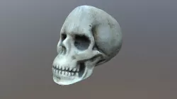 Skull (Photoscanned)