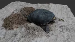 Snapping Turtle Laying Eggs
