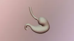 Stomach