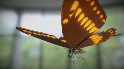Swallow Tail