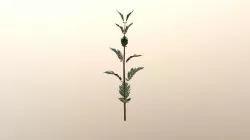 Tansy