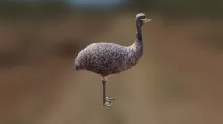 The Emu.