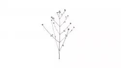 Verbena Bonariensis Lollipop