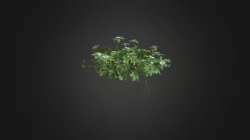 Cornus Canadensis