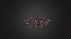 Crocus chrysanthus