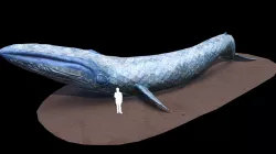 Ethyl the Whale