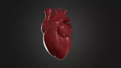 High-Poly Maped Realistic Heart