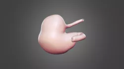 Horse Stomach-4