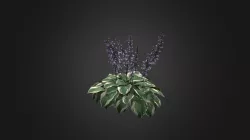 Hosta Fortunei