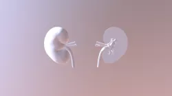 Human Kidney