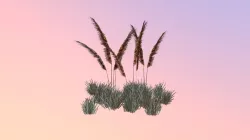 Lopsided Indiangrass (Sorghastrum secundum)