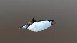 Morbid Beach Finds #5a common murre (?)