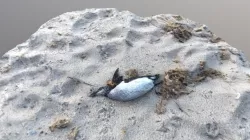 Morbid Beach Finds #5b  common murre (?)