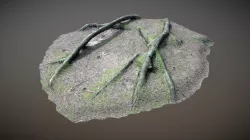 Nature Forest Roots 006