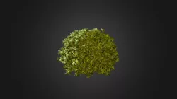 Plant for c4d