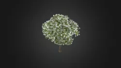 Plant for c4d