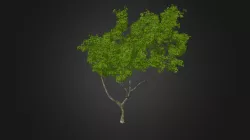Plant for c4d