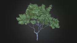 Plant for c4d