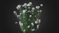 Plant for c4d