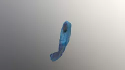 Ryba mahi mahi