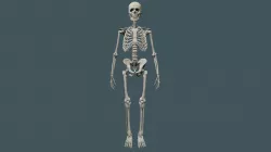 Skeleton