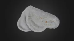 Trace fossil: Rauffella palmipes (PRI 76853)