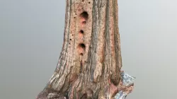 Tree trunk