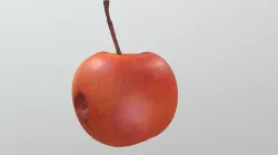 Apple_Decay