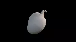 bean germination