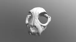 Bobcat Skull - BJD