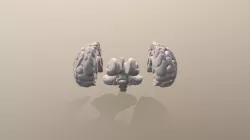 Brain